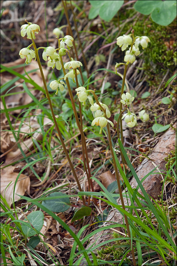 Image of greenflowered wintergreen