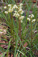 Image of greenflowered wintergreen