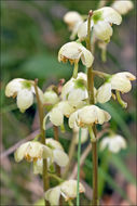 Image of greenflowered wintergreen