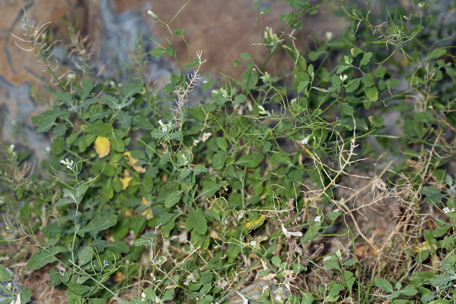 Image of Mojave halimolobos