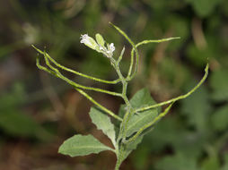 Image of Mojave halimolobos