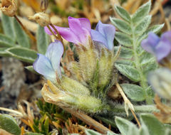 Sivun Oxytropis parryi A. Gray kuva