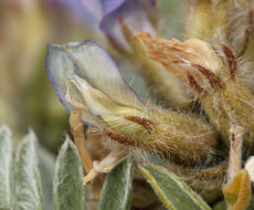 Sivun Oxytropis parryi A. Gray kuva