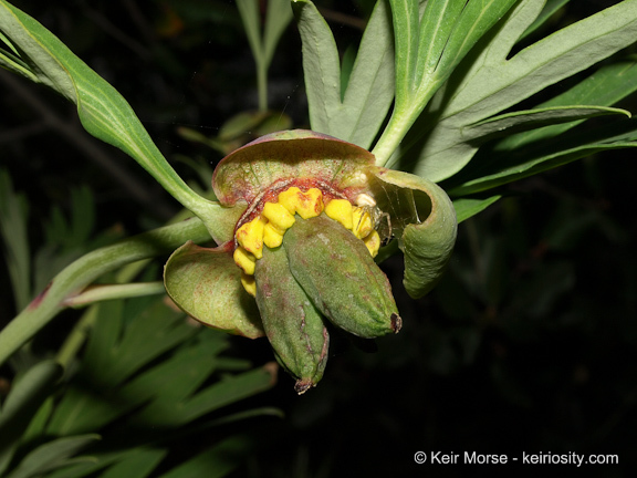 Sivun Paeonia californica Nutt. ex Torr. & Gray kuva