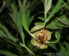 Sivun Paeonia californica Nutt. ex Torr. & Gray kuva