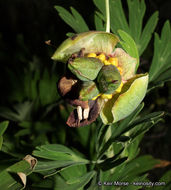 Image of California peony