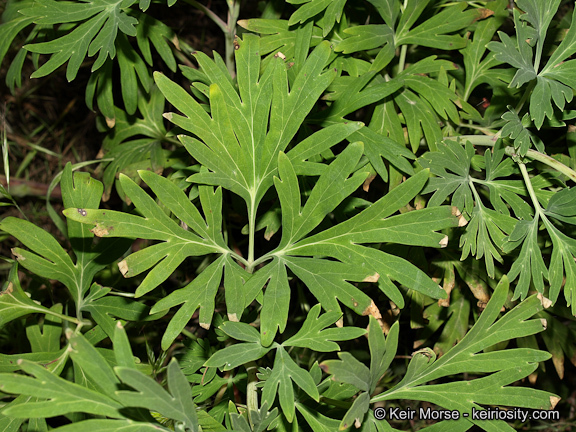 Sivun Paeonia californica Nutt. ex Torr. & Gray kuva