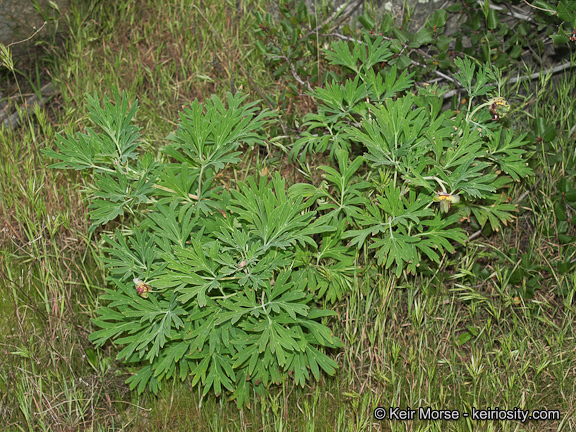 Image of California peony