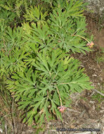 Sivun Paeonia californica Nutt. ex Torr. & Gray kuva