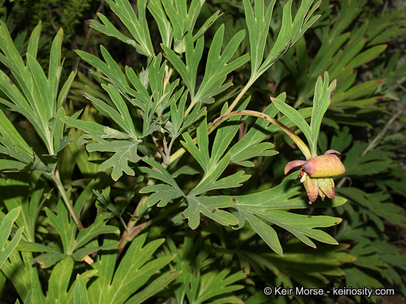 Sivun Paeonia californica Nutt. ex Torr. & Gray kuva