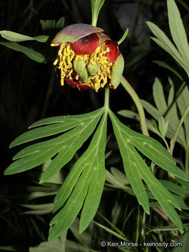 Sivun Paeonia californica Nutt. ex Torr. & Gray kuva