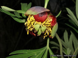 Sivun Paeonia californica Nutt. ex Torr. & Gray kuva