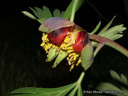 Sivun Paeonia californica Nutt. ex Torr. & Gray kuva