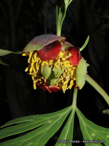 Sivun Paeonia californica Nutt. ex Torr. & Gray kuva