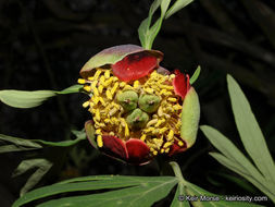 Sivun Paeonia californica Nutt. ex Torr. & Gray kuva