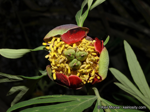 Sivun Paeonia californica Nutt. ex Torr. & Gray kuva