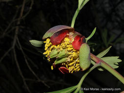 Sivun Paeonia californica Nutt. ex Torr. & Gray kuva