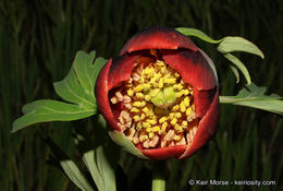 Sivun Paeonia californica Nutt. ex Torr. & Gray kuva