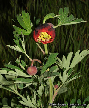 Image of California peony