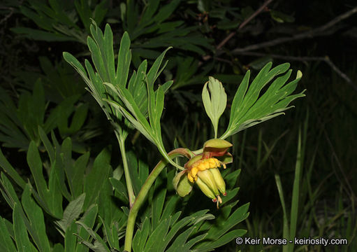 Image of California peony