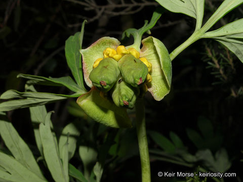 Image of California peony