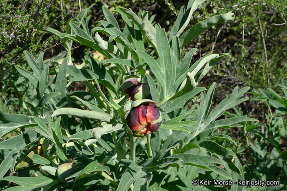 Image of California peony