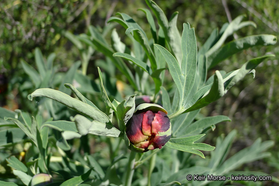 Image of California peony