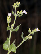 Imagem de Mirabilis laevis var. retrorsa (A. Heller) Jeps.