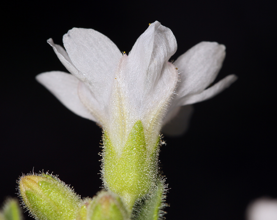 Imagem de Mirabilis laevis var. retrorsa (A. Heller) Jeps.