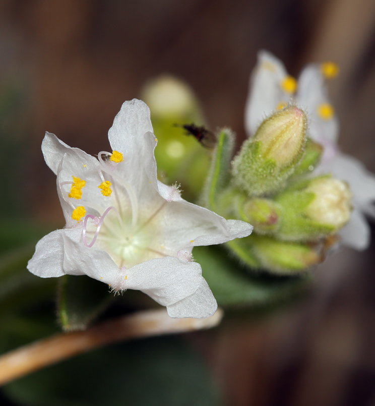 Imagem de Mirabilis laevis var. retrorsa (A. Heller) Jeps.