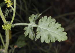 Image of flatspine bur ragweed