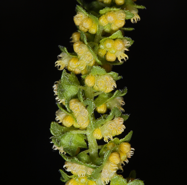 Image of flatspine bur ragweed