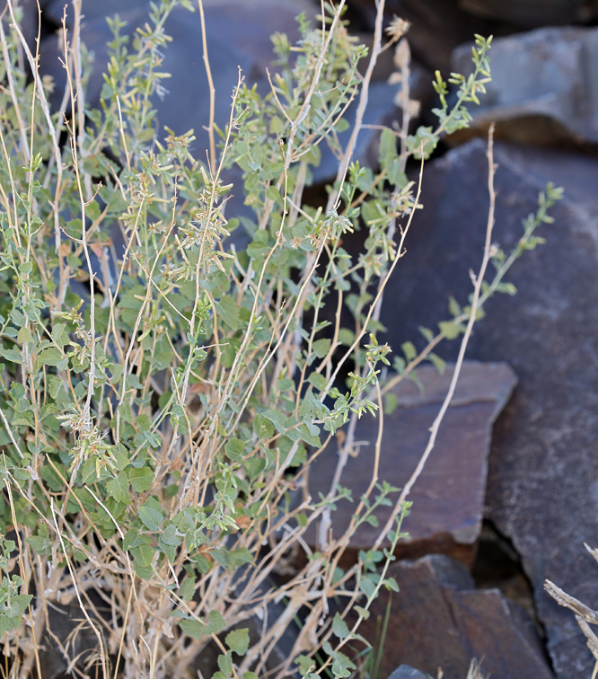 Image of California brickellbush