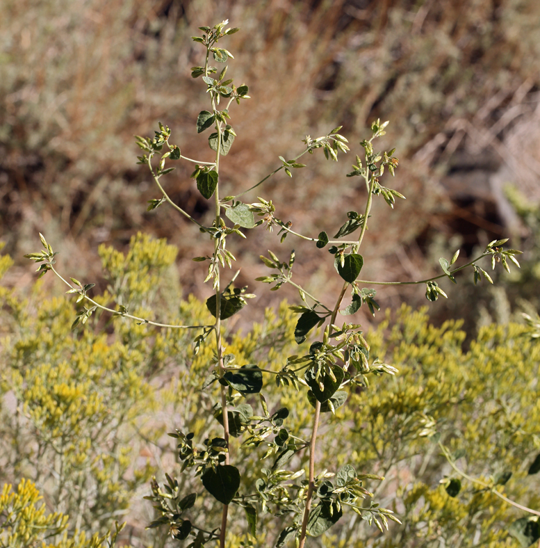 Image of California brickellbush