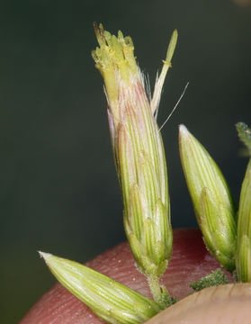 Image of California brickellbush