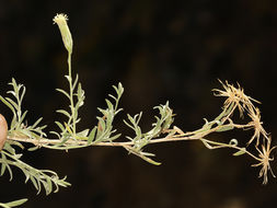 Image de Brickellia oblongifolia var. linifolia (D. C. Eat.) B. L. Rob.