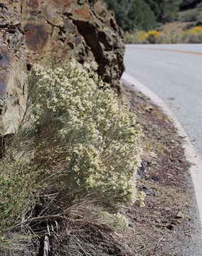 Image of Nevada broomsage