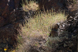 Image of Rothrock's keckiella