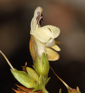 Image of Rothrock's keckiella