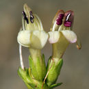 Image of Rothrock's keckiella