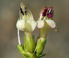 Image of Rothrock's keckiella