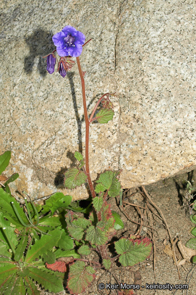 Image of wild canterbury bells