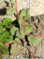 Image of wild canterbury bells