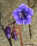 Image of wild canterbury bells