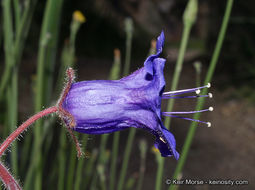 Image of wild canterbury bells