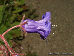 Image of wild canterbury bells