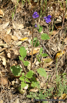 Image of wild canterbury bells