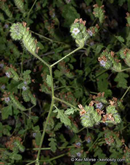 Image of branching phacelia