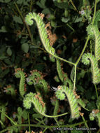 Image of branching phacelia