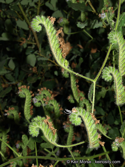 Image of branching phacelia